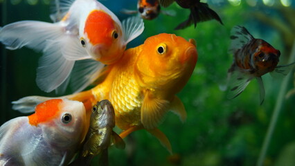 Beautifully colored goldfish swim in the clear aquarium water