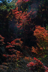 red autumn forest