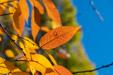 Nice yellow orange red leaves  nature background abstract macro close up autumn