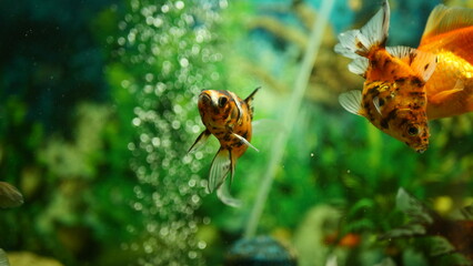Beautifully colored goldfish swim in the clear aquarium water