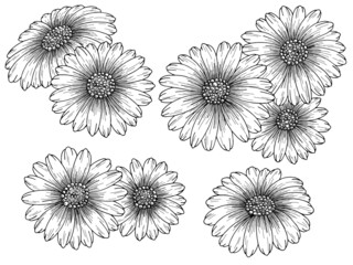  Chamomile flower graphic black white isolated sketch set illustration vector  - obrazy, fototapety, plakaty