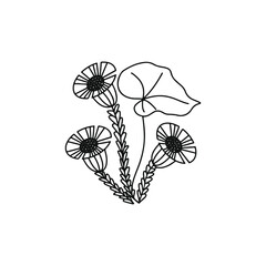 coltsfoot vector line drawing. Field herbs and flowers.  