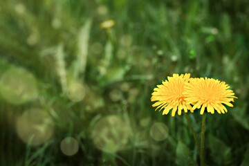 Two yellow dandelions in green grass against. Concept of hello summer, recreation, nature bonding. Copy space.