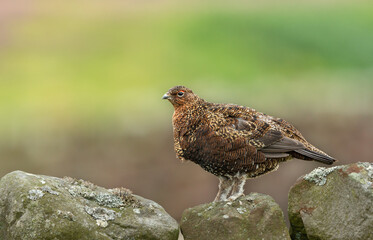 Red Grouse male stood on top of drystone walling in summer, facing left.  Scientific name: Lagopus lagopus.  Horizontal. Space for copy.