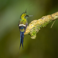 Wire-Crested Thorntail hummingbird perched on a branch