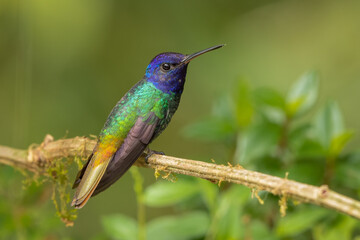 Fototapeta na wymiar Golden-tailed Sapphire hummingbird perched on a branch