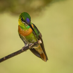 Gould's Jewelfront Hummingbird perched on a branch