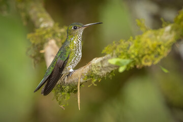 Many-spotted hummingbird perched on a branch