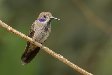 Brown violetear hummingbird perched on a branch 