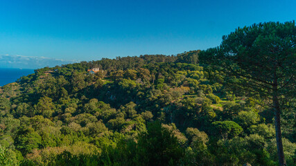 Obraz premium landscape with trees and clouds