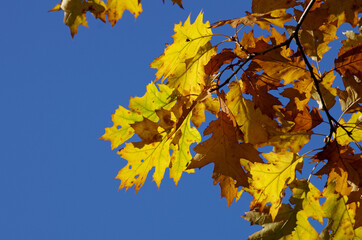 Leuchtend gelbe Herbstblätter der Roteiche vor dem blauen Himmel