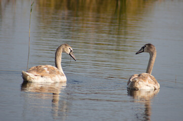Two young swans on lake looking witch other closeup view with selective focus on foreground