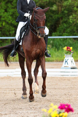 Obraz premium Dressage horse with rider from the front changing canter..