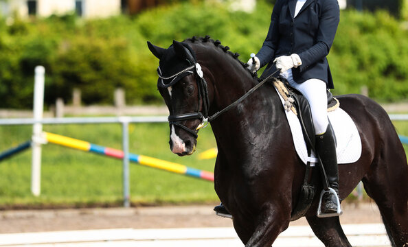 Dressage horse in the trot, photographed diagonally from the front..