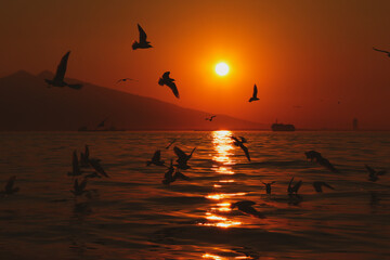 Sunset and seagulls flying over the sea.