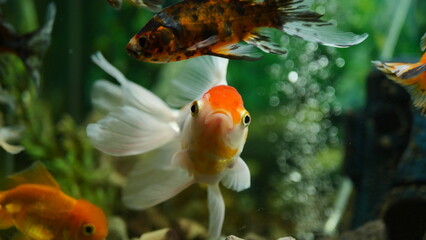 Beautifully colored goldfish swim in the clear aquarium water