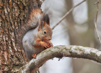 squirrel on a tree