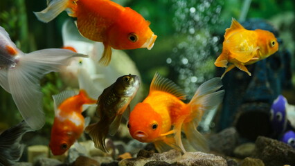 Beautifully colored goldfish swim in the clear aquarium water