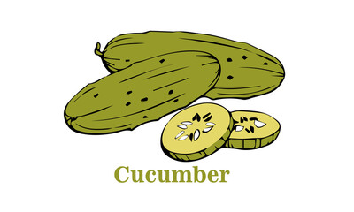 cucumer graphic vector