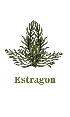 estragon graphic vector