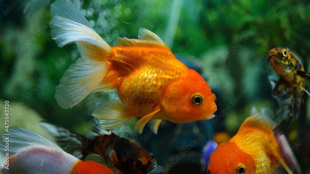 Wall mural Beautifully colored goldfish swim in the clear aquarium water