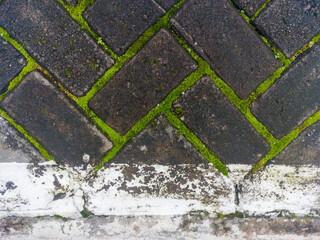 a closeup shot of mossy and wet pavement. rough texture of the street material for grunge background collection.