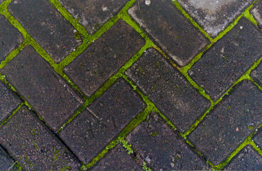 a closeup shot of mossy and wet pavement. rough texture of the street material for grunge background collection.