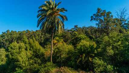 trees and sky in the forest