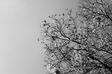 Branches of an autumn tree with leaves against  sky	