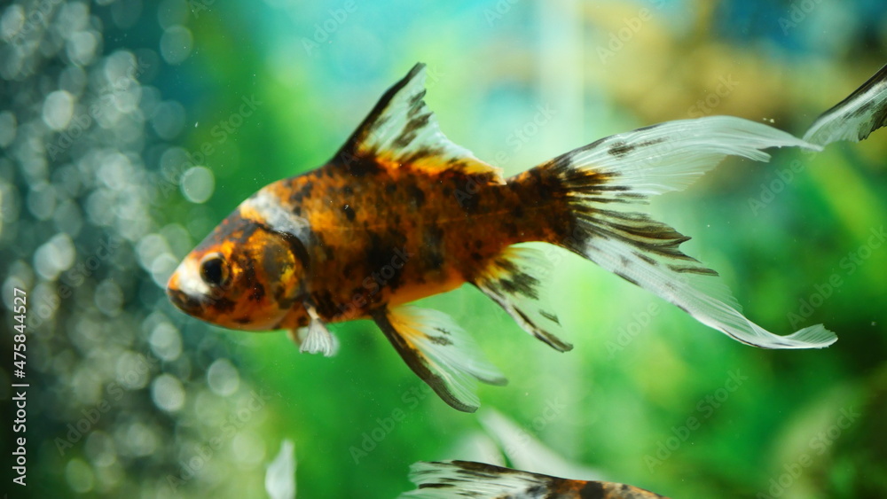 Wall mural Beautifully colored goldfish swim in the clear aquarium water