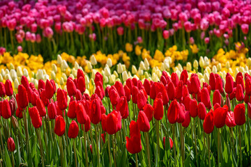 Colorful Tulips At Emirgan Park, Istanbul