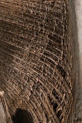 Background texture of coconut husk fibers