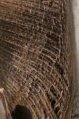Fototapeta premium Background texture of coconut husk fibers