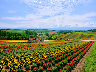 北海道の花畑