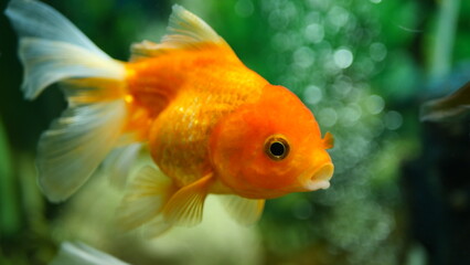 Obraz premium Beautifully colored goldfish swim in the clear aquarium water