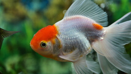 Obraz premium Beautifully colored goldfish swim in the clear aquarium water