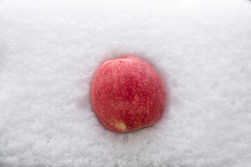 red apple on snow