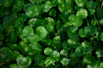 Centella asiatica leaf with water drops in the garden