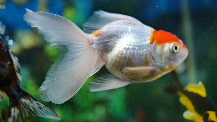 Obraz premium Beautifully colored goldfish swim in the clear aquarium water