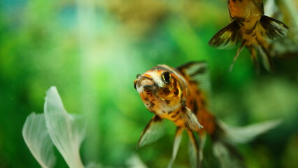 Beautifully colored goldfish swim in the clear aquarium water