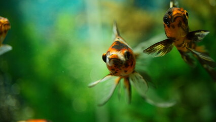 Beautifully colored goldfish swim in the clear aquarium water