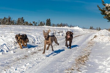 Dogs running in the snow. Flat Coated Retriever, Weimaraner and Sheepdog running across a snowy meadow. Dog race in the snow.
