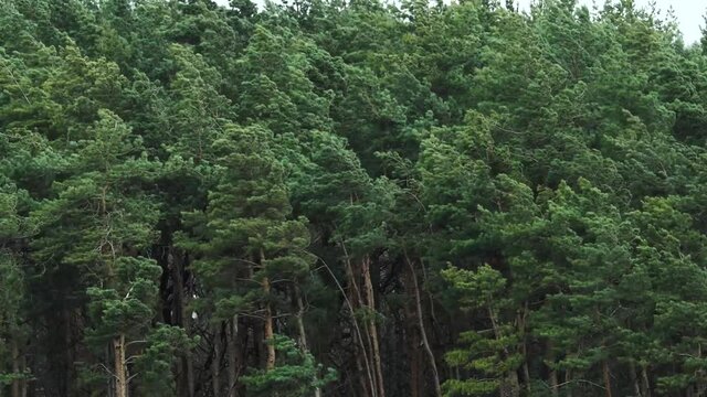A powerful wind shakes the trees in the forest. The storm shakes the trunks of coniferous trees.