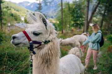 girl with a llama in the forest, italy © IBRESTER
