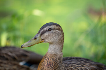 Portrait of a female wild duck sitting on a green background on a summer sunny day. Mallard sitting on a green meadow close-up photo. Waterfowl duck walking on the grass in the summer.