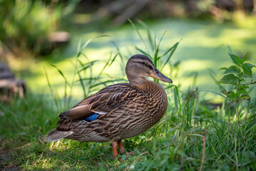 Portrait of a female wild duck sitting on a green background on a summer sunny day. Mallard sitting on a green meadow close-up photo. Waterfowl duck walking on the grass in the summer.
