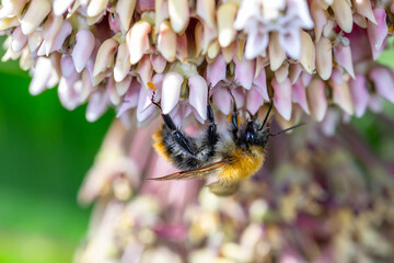 A bumblebee collects pollen from a milkweed flower on a sunny summer day close-up photo. Bumble bee sitting on a asclepias plant in the summer macro photography. Blossom milkweed plant with bee