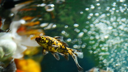 Beautifully colored goldfish swim in the clear aquarium water