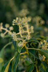 Close up of common ivy (hedera helix) flowers