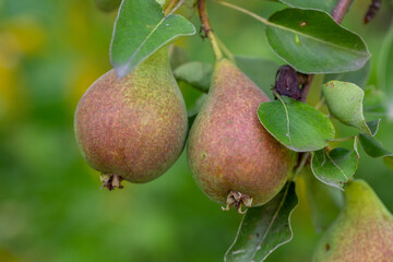Two garden pears hanging on a branch on a summer sunny day. Red-green pears close-up photo on a summer day.